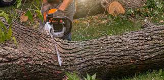 Best Organic Lawn Care Solutions  in Banner Hill, TN