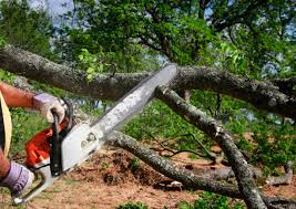 Best Tree Disease Treatment  in Banner Hill, TN