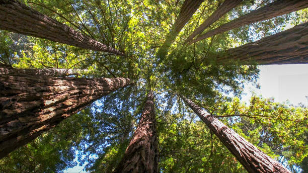 Best Tree Maintenance Programs  in Banner Hill, TN
