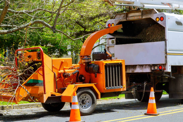 Professional Tree Removal in Banner Hill, TN