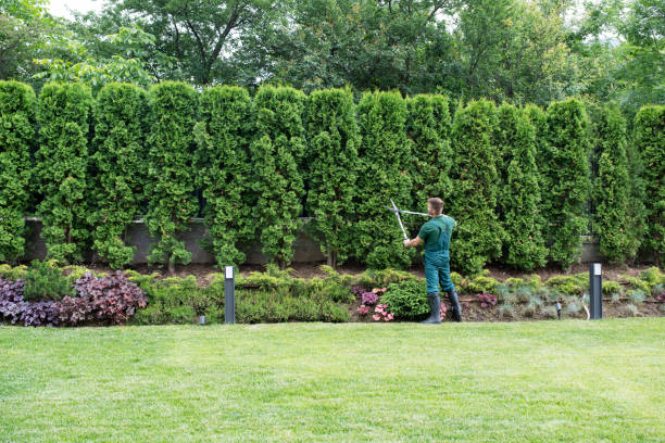 Best Tree Removal  in Banner Hill, TN