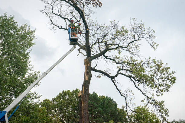 Best Leaf Removal  in Banner Hill, TN
