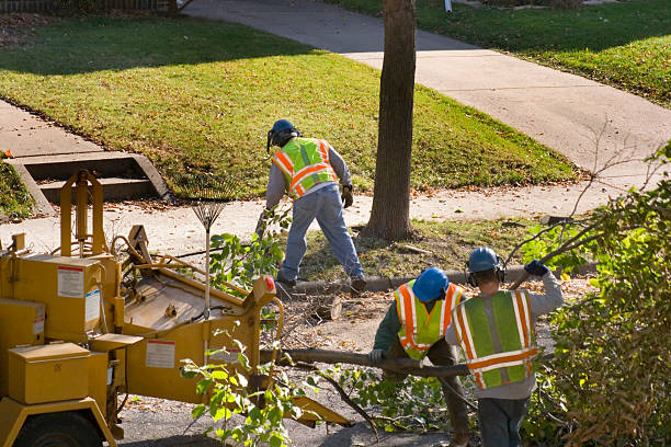 Best Tree Maintenance Programs  in Banner Hill, TN