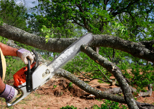 Best Soil Testing and Treatment  in Banner Hill, TN
